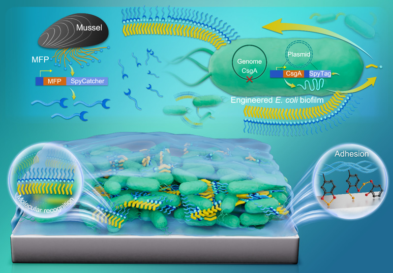 徐大可教授团队在国际著名期刊A...